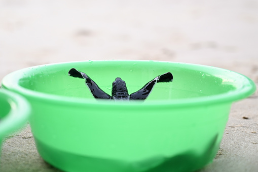 Release of hatched leatherback turtles before being released into the sea.