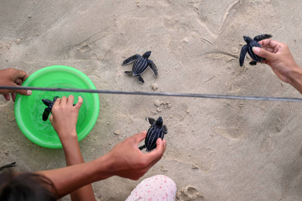 istock Releases an Olive Ridley sea turtle 1937704026