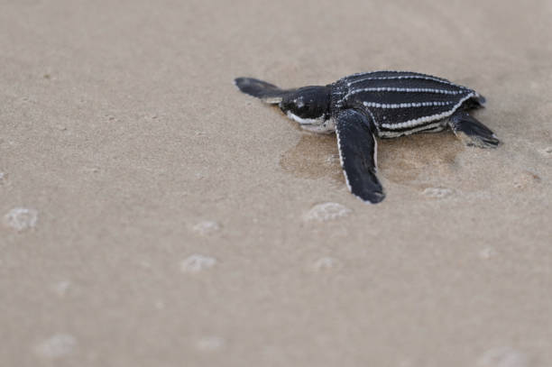 istock Releases an Olive Ridley sea turtle 1937705060