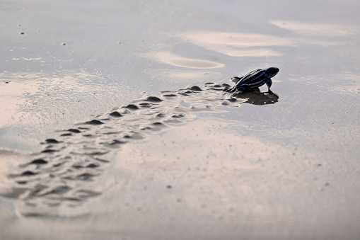 Release of leatherback turtles