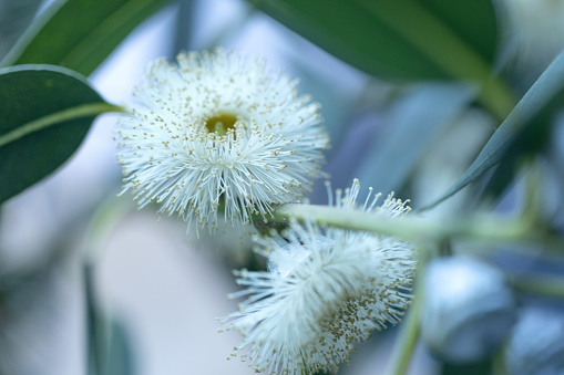 Blooming eucalyptus