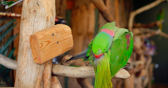 Ring-necked Parrot with striking green plumage and red beak sits on tree branch Ring-necked Parrot testament to ecological wonders. Ring-necked Parrot embodying splendor of exotic avians