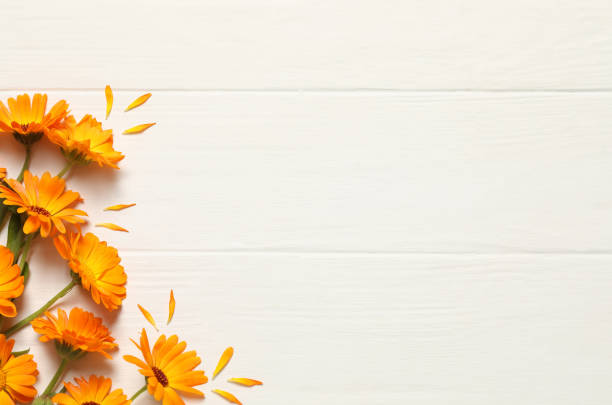 istock Beautiful fresh calendula flowers on white wooden table, flat lay. Space for text 1937716267