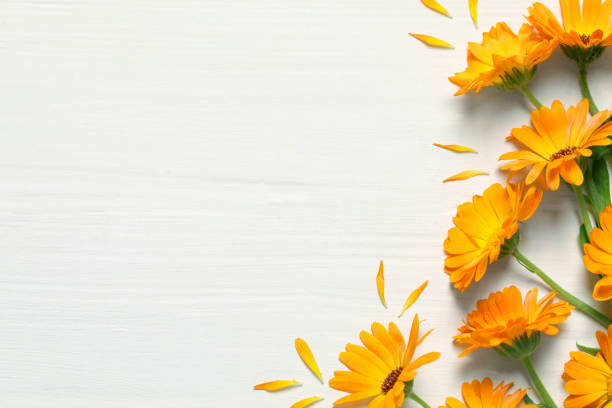istock Beautiful fresh calendula flowers on white wooden table, flat lay. Space for text 1937717338