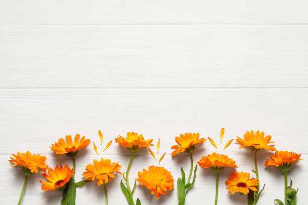 istock Beautiful fresh calendula flowers on white wooden table, flat lay. Space for text 1937717857