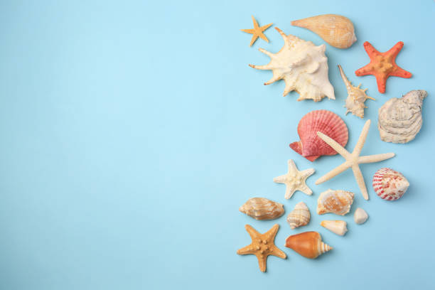 istock Beautiful starfishes, sea shells and stone on light blue background, flat lay. Space for text 1937718383