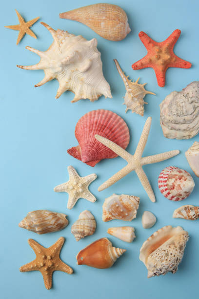 istock Beautiful starfishes, sea shells and stone on light blue background, flat lay 1937718907
