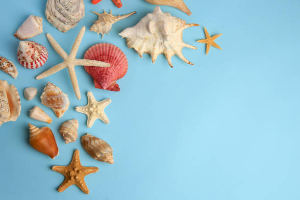 istock Beautiful starfishes, sea shells and stone on light blue background, flat lay. Space for text 1937718910
