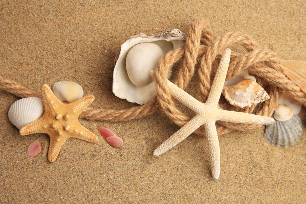 istock Beautiful sea stars, shells and rope on sand, above view 1937724201