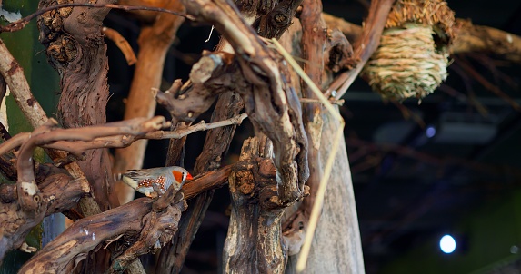 Zebra Finch with patterned gray and orange plumage elegantly sits on trees branch Zebra Finch symbol of ecological beauty. Zebra Finch reflects richness and diversity of beautiful nature