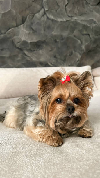 istock Charming Yorkshire Terrier Lounging Gracefully 1937728389