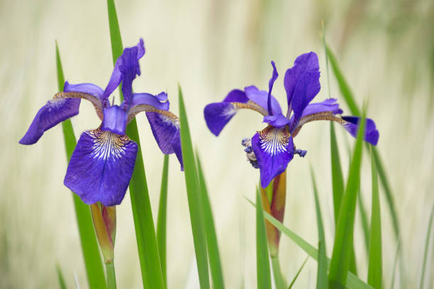 beautiful purple iris in springtime - claudia zdjęcia i obrazy z banku zdjęć