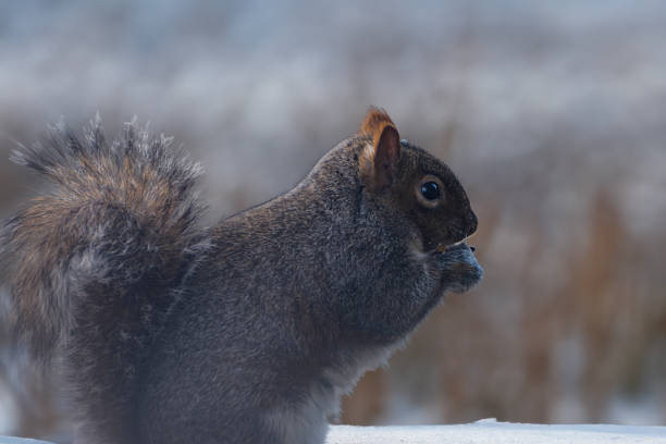 Squirrel hides nuts in the white snow. Eurasian red squirrel, Sciurus vulgaris