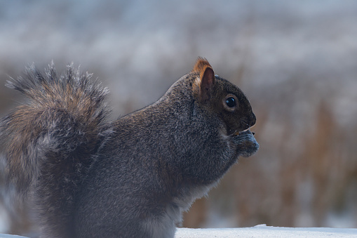 A cute squirrel enjoying a snack in the snow and eating something