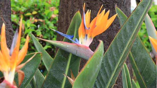Paradise plant femmale flower - Tenerife, Canary Islands