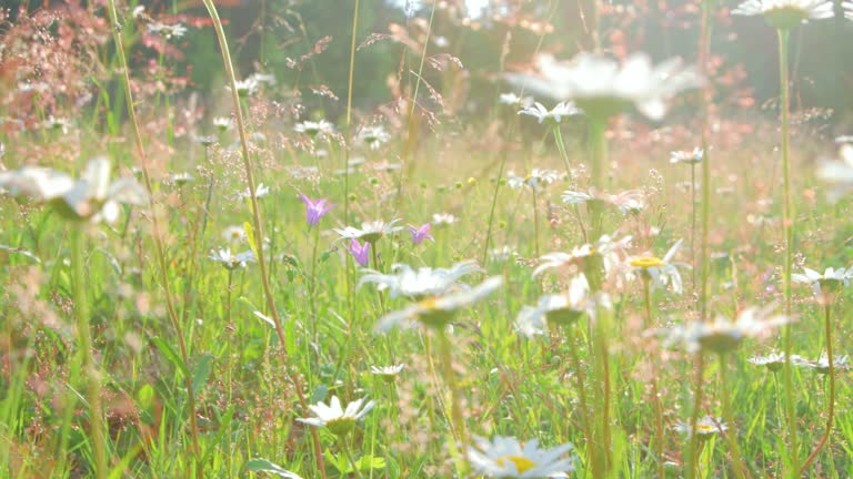 Wildflowers close-up in the meadow