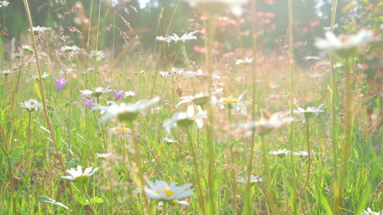 Wildflowers close-up in the meadow