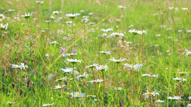Wildflowers close-up in the meadow