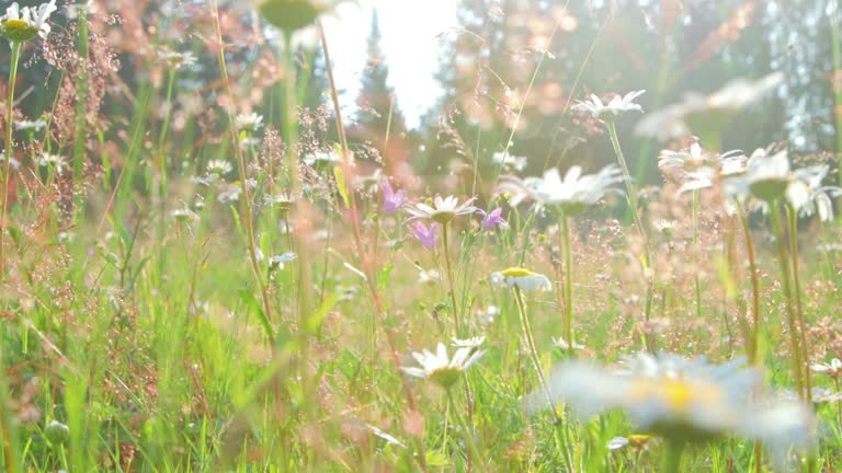 Wildflowers close-up in the meadow