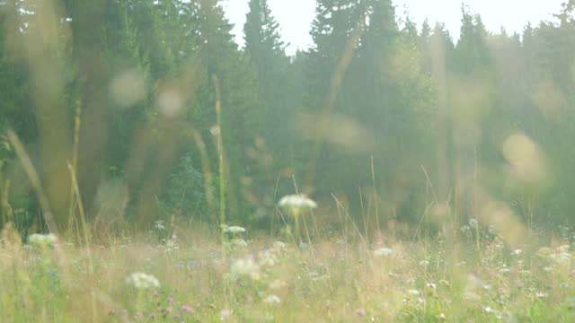 Warm summer rain over a flowering meadow