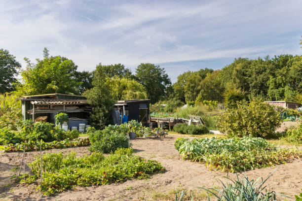 istock Urban gardening in The Netherlands 1937759867