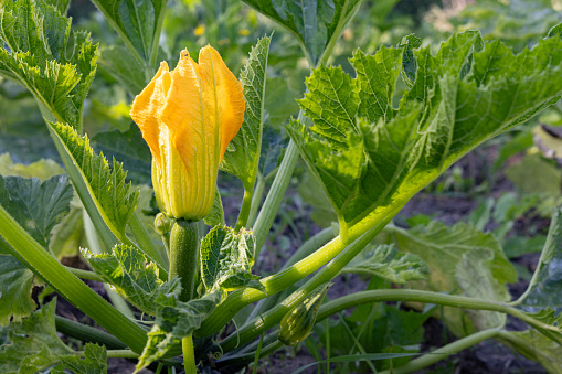 Closeup of fresh yellow zucchini or courgette flowers between leaves  in vegetable garden