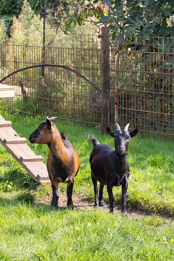 Two baby goats stand in long summer grass.