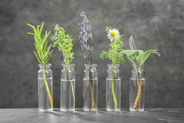 istock Bottles with essential oils and plants on grey textured table 1937765139