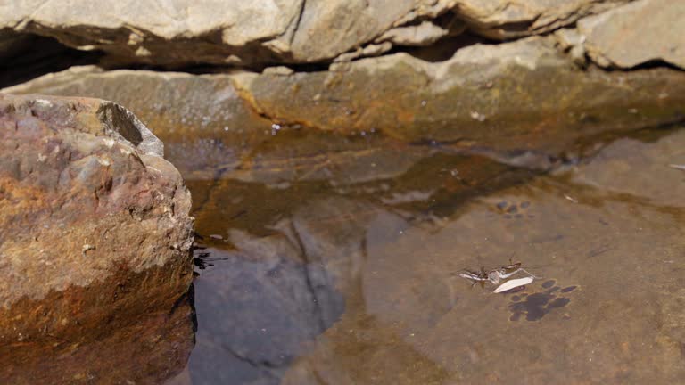 Static shot of group of insects floating and swimming around a small, natural pool of water