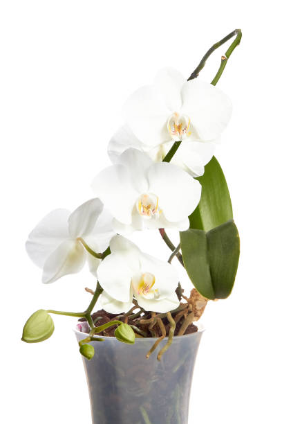 istock Flowering white orchid on white background in flower pot. 1937783336