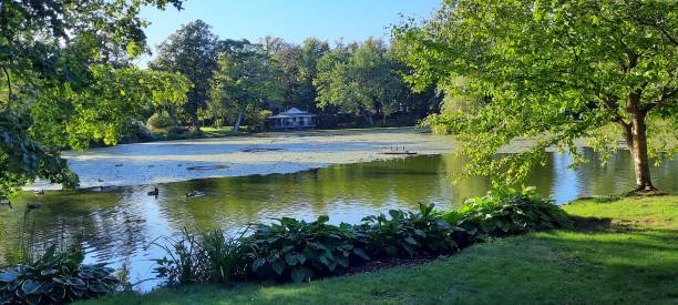istock View of a peaceful pond in summer 1937799746