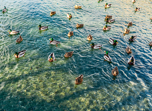 Ducks glide across clear water at Redondo Beach, Washington.