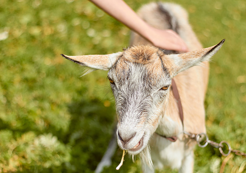 Goat is caressed with hand.