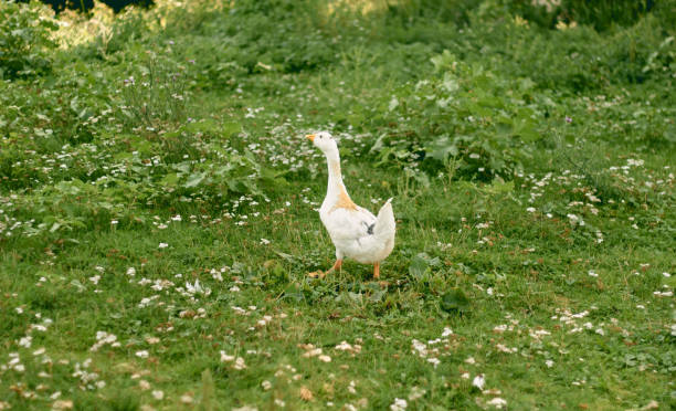 istock Duck on grass. One beautiful bird duck 1937809132