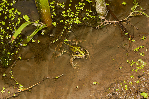 Lake frog Pelophylax ridibundus,  Rana ridibunda.
