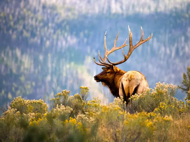 Huge Bull Elk in a Scenic Background.