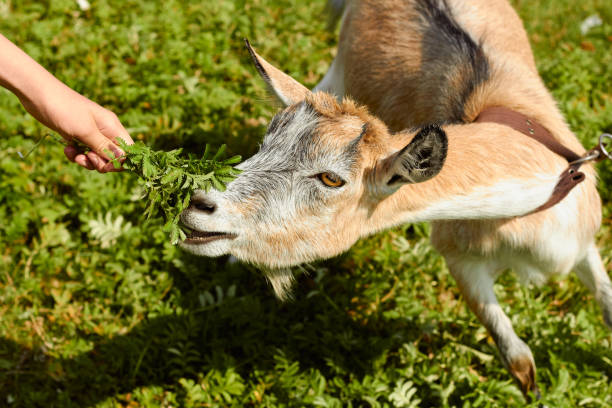 istock Feed goat plant from your hand 1937811745