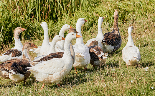 Domestic geese meadow. Geese in grass, domestic bird