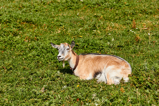 Goat is lying on the grass