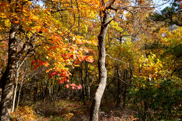 Oak Tree in Fall - fotografia de stock