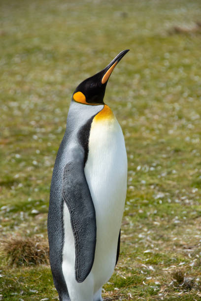 King Penguin ストックフォト