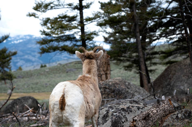 Big Horn Sheep - fotografia de stock