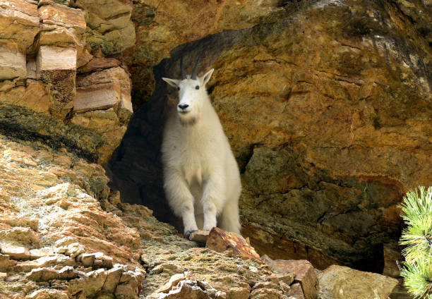 Mountain Goat in a Cave - fotografia de stock
