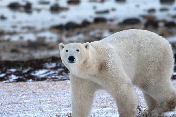 istock Polar Bear in the Snow 1937818650