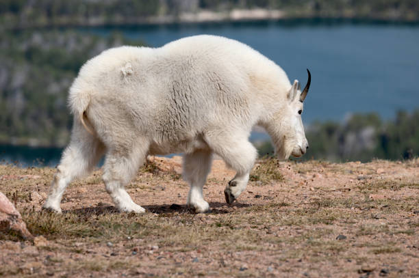 Mountain Goat - fotografia de stock
