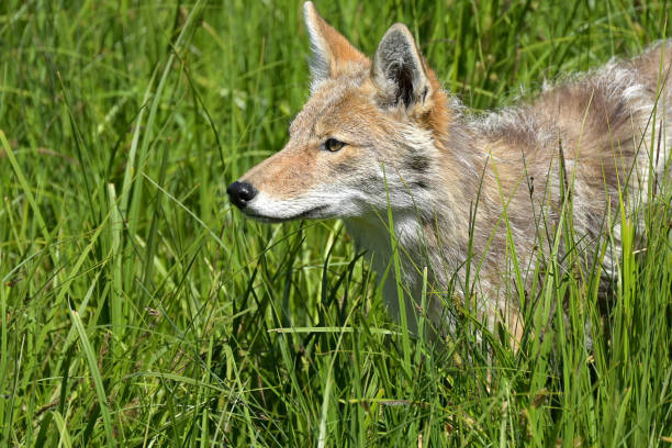 Portrait of a Coyote - fotografia de stock