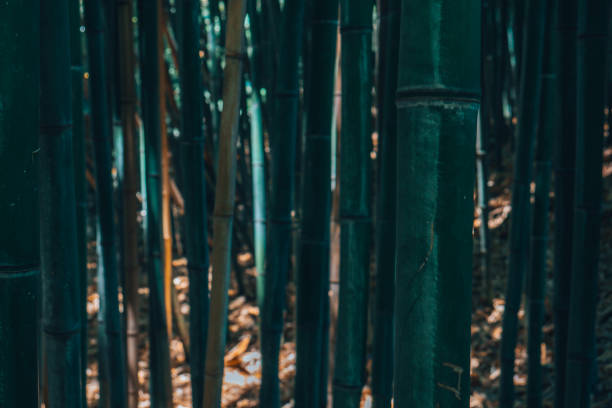 Bamboo thickets. The bamboo trunks create the green texture of the bamboo forest. Bamboo reed.