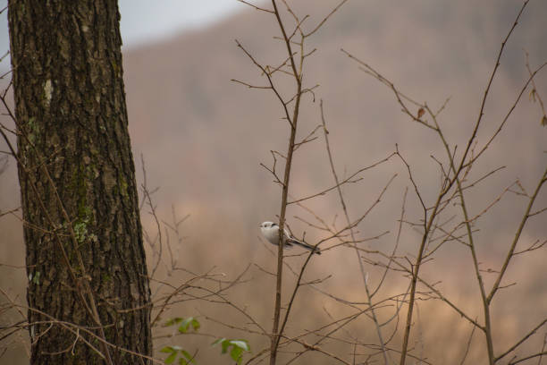 Long-tailed tit Aegithalos caudatus in the winter forest