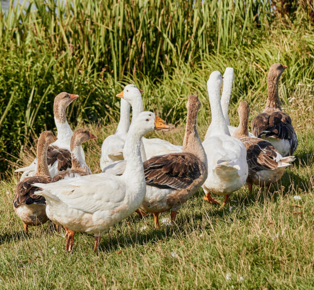 istock Domestic geese. Geese in grass, domestic bird 1937829263