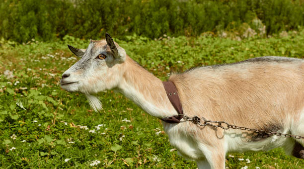 Goat on chain. Green grass background